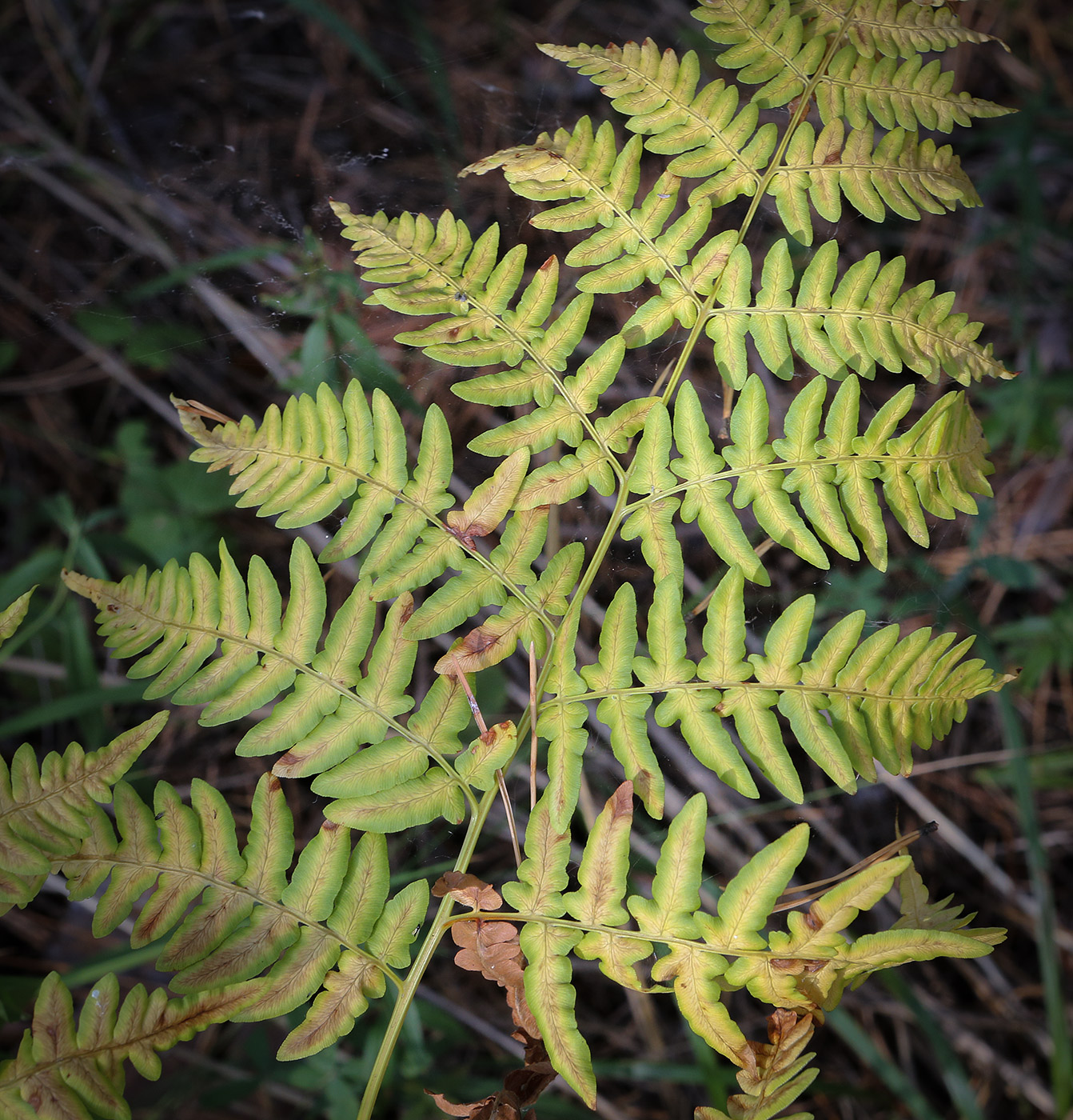 Image of Pteridium pinetorum specimen.