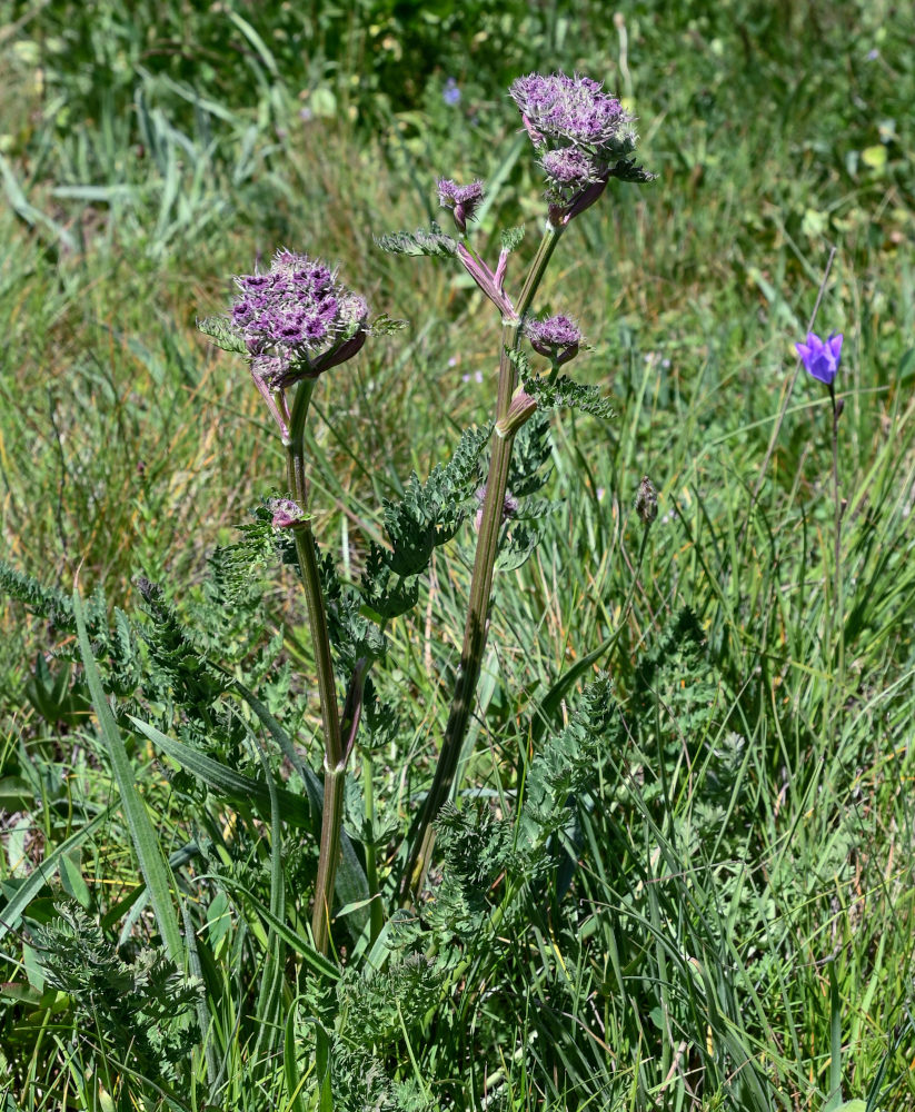 Image of Seseli transcaucasicum specimen.