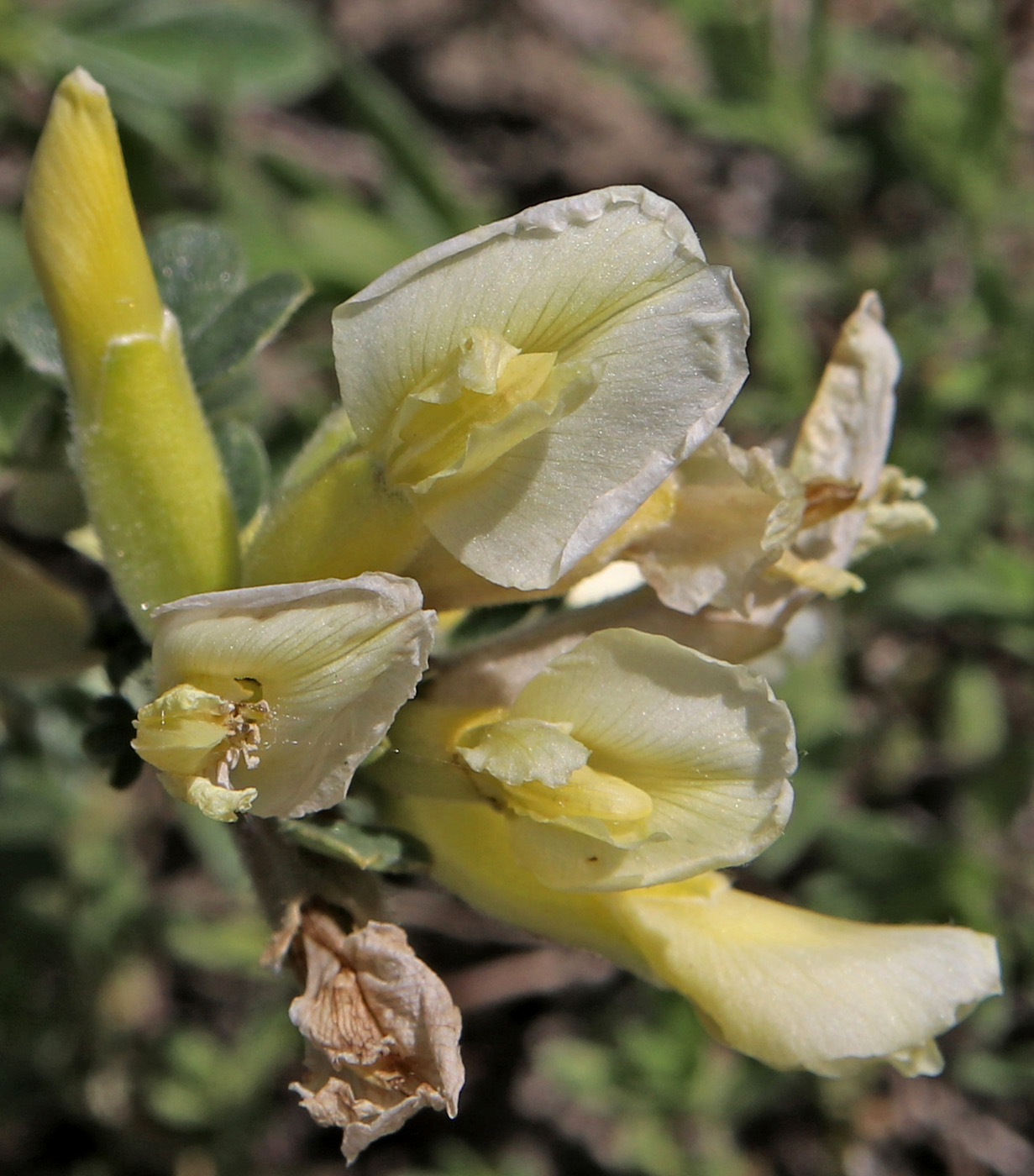 Image of Chamaecytisus ruthenicus specimen.