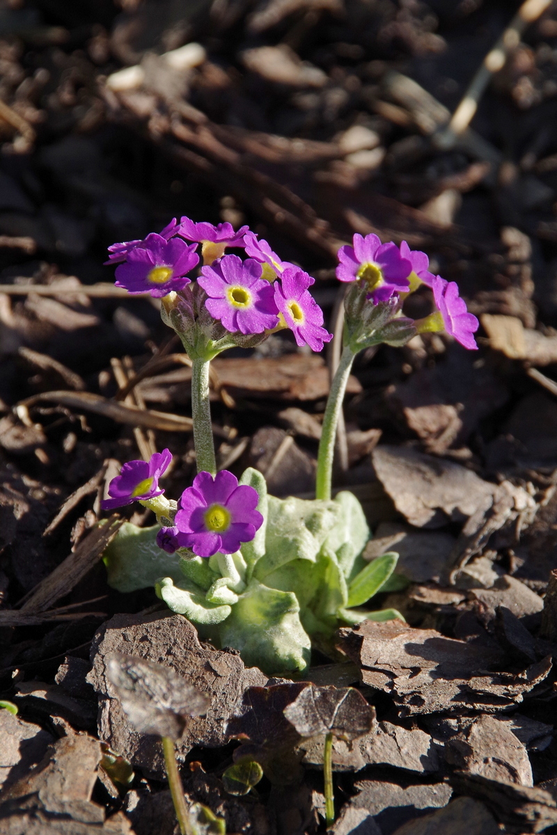 Image of Primula scotica specimen.