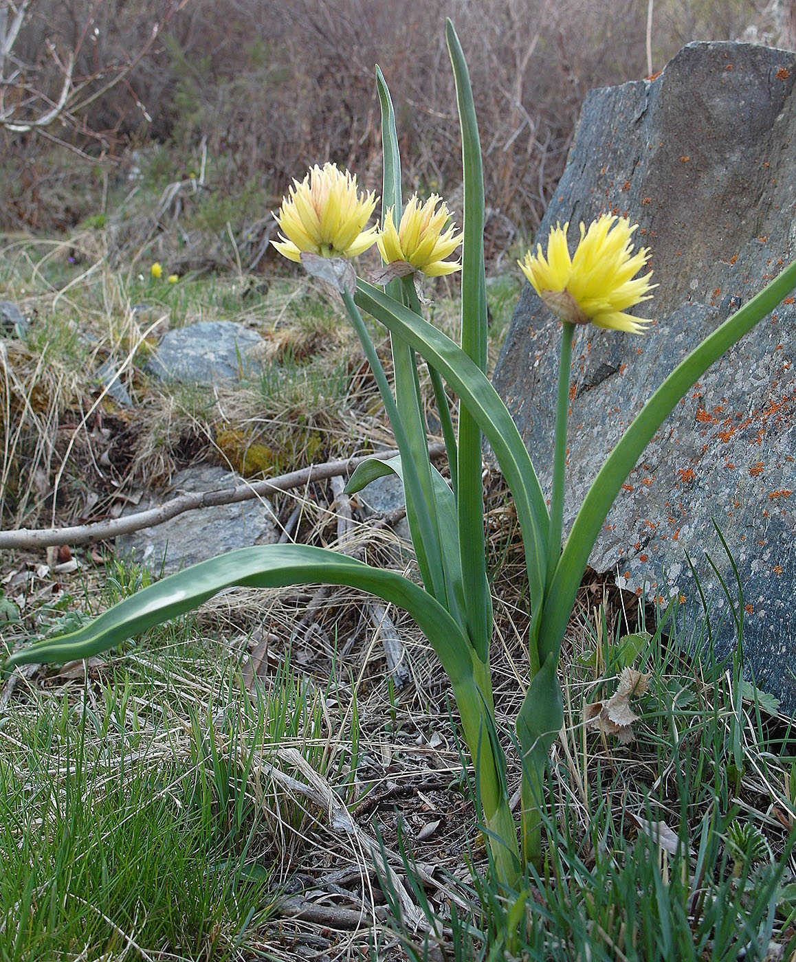 Image of Allium semenowii specimen.