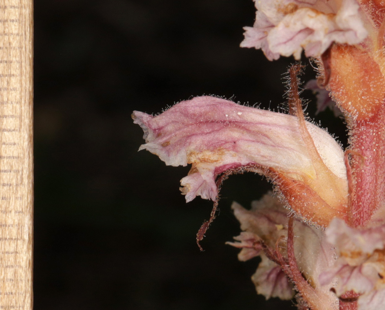 Image of Orobanche minor specimen.