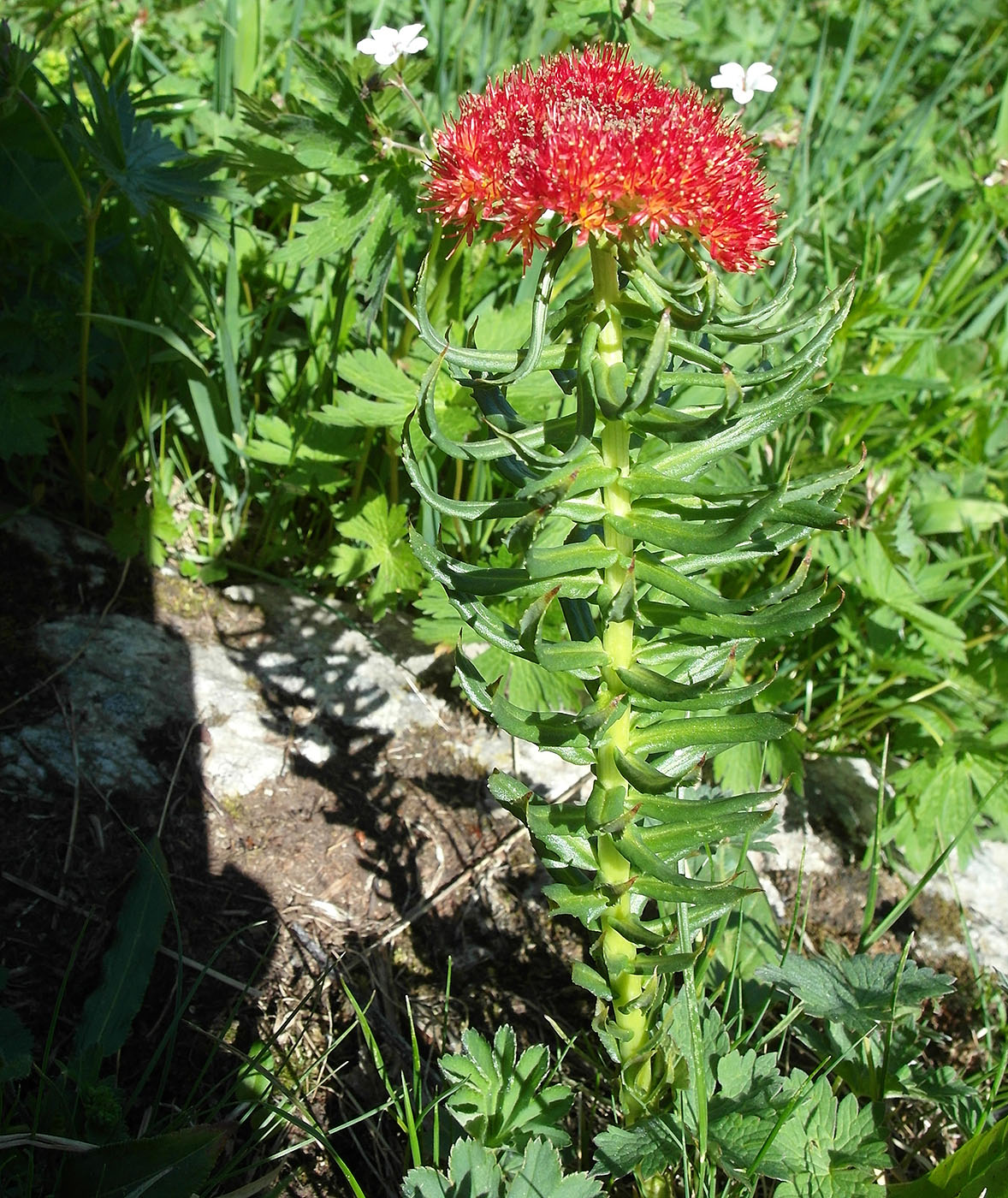 Image of Rhodiola linearifolia specimen.