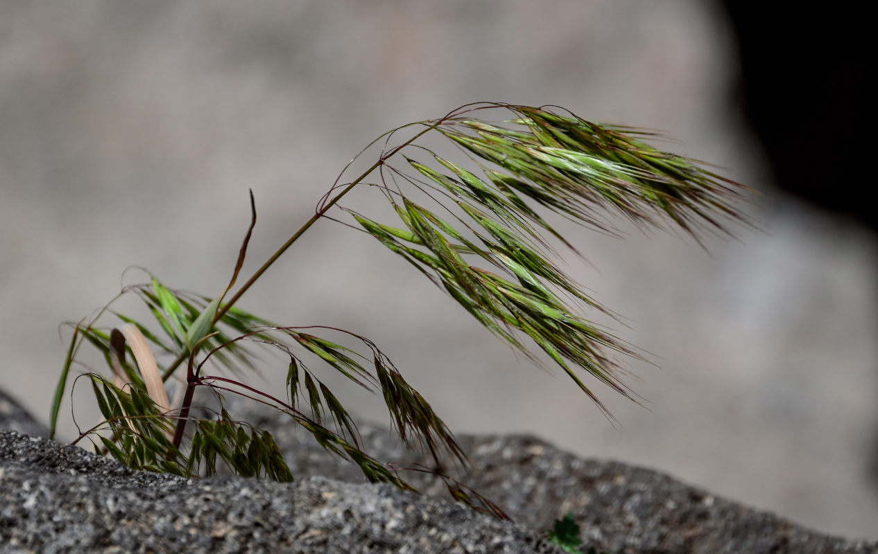 Изображение особи Anisantha tectorum.