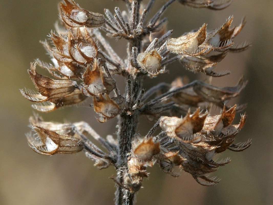 Изображение особи Thymus ovatus.