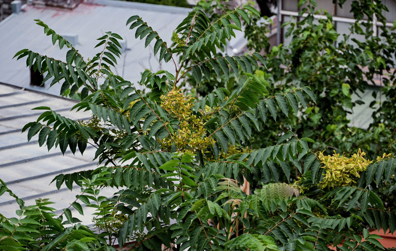 Изображение особи Ailanthus altissima.