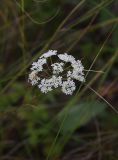 Pimpinella saxifraga. Соцветие. Тульская обл., Куркинский р-н, степное ур. Горки, луг. 30 июля 2024 г.