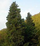 Cupressus sempervirens. Деревья раскидистой формы. Сочинский р-н, сев. окраина пос. Лазаревское, долина р. Куапсе (Мамедки). 1 октября 2005 г.