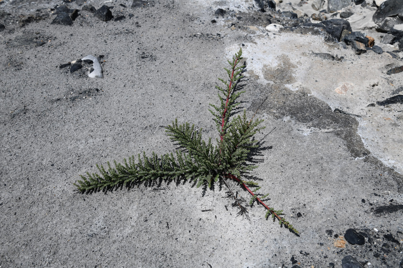 Image of genus Myricaria specimen.