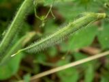 Lathyrus laxiflorus