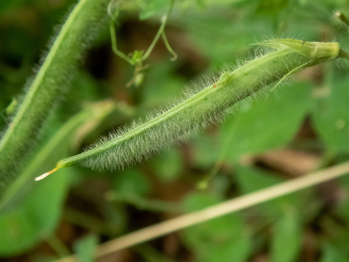 Image of Lathyrus laxiflorus specimen.