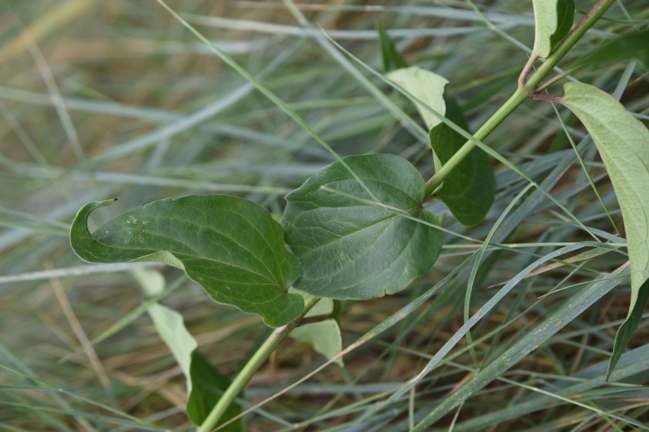 Image of Vincetoxicum hirundinaria specimen.