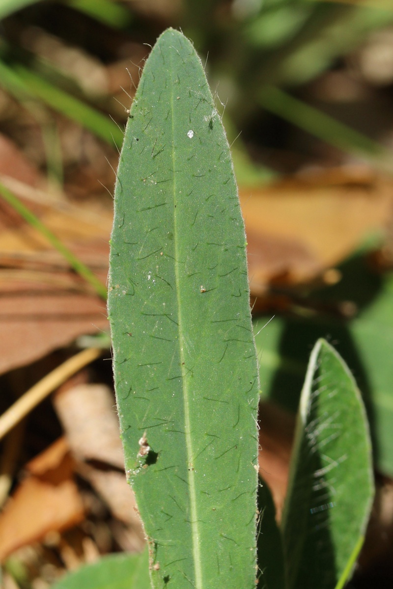 Image of Pilosella officinarum specimen.