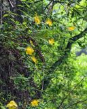 Hypericum monogynum