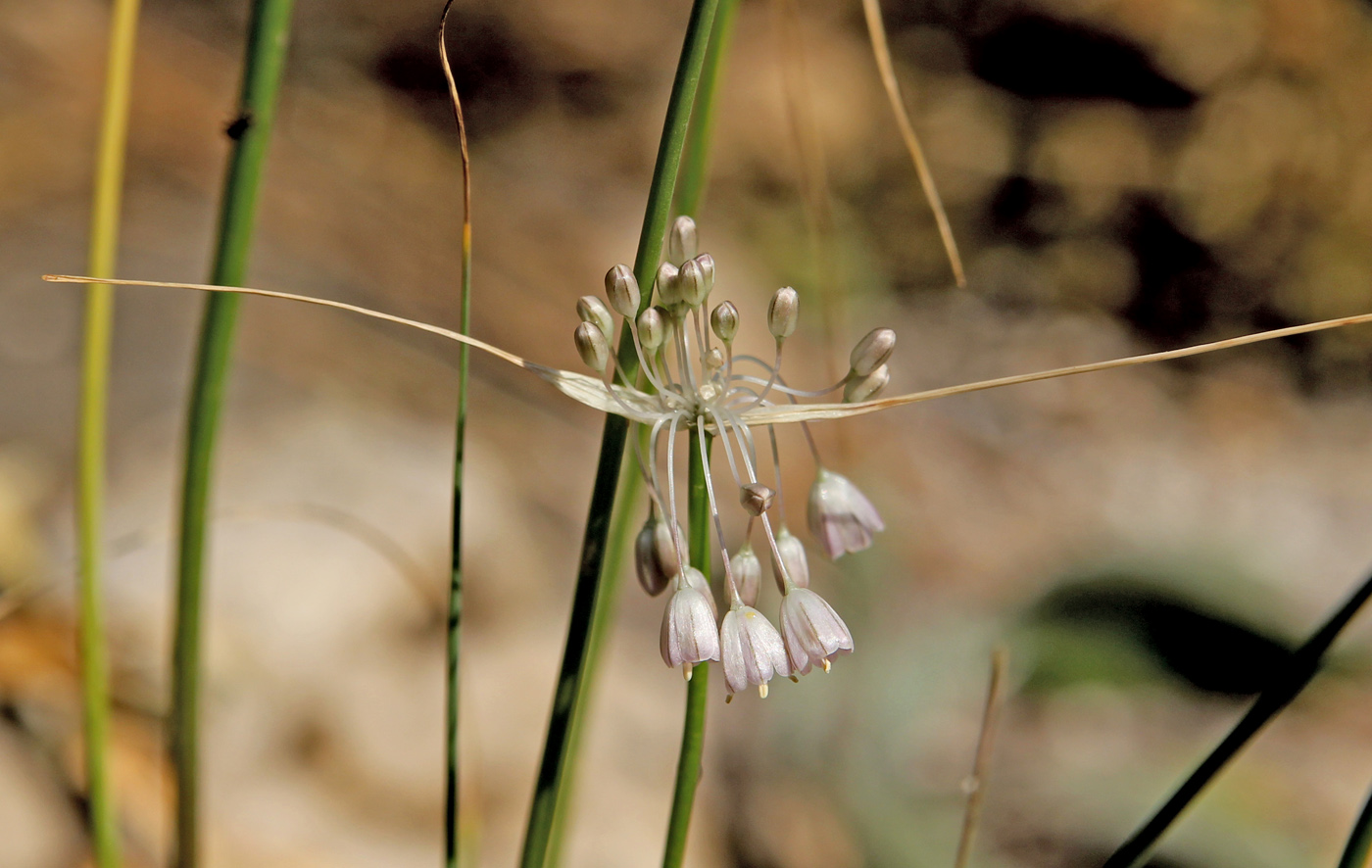 Image of Allium podolicum specimen.