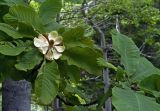 Magnolia hypoleuca. Верхушка побега с цветком. Южные Курилы, о. Кунашир, ущелье р. Озёрная. 16.07.2006.