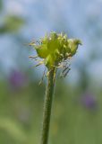 Ranunculus oreophilus. Верхушка побега с плодом. Карачаево-Черкесия, Зеленчукский р-н, гора Джисса, ≈ 1600 м н.у.м., субальпийский луг. 14.06.2024.