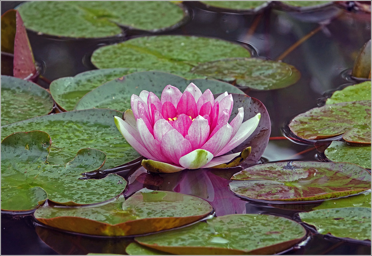 Image of Nymphaea &times; marliacea specimen.