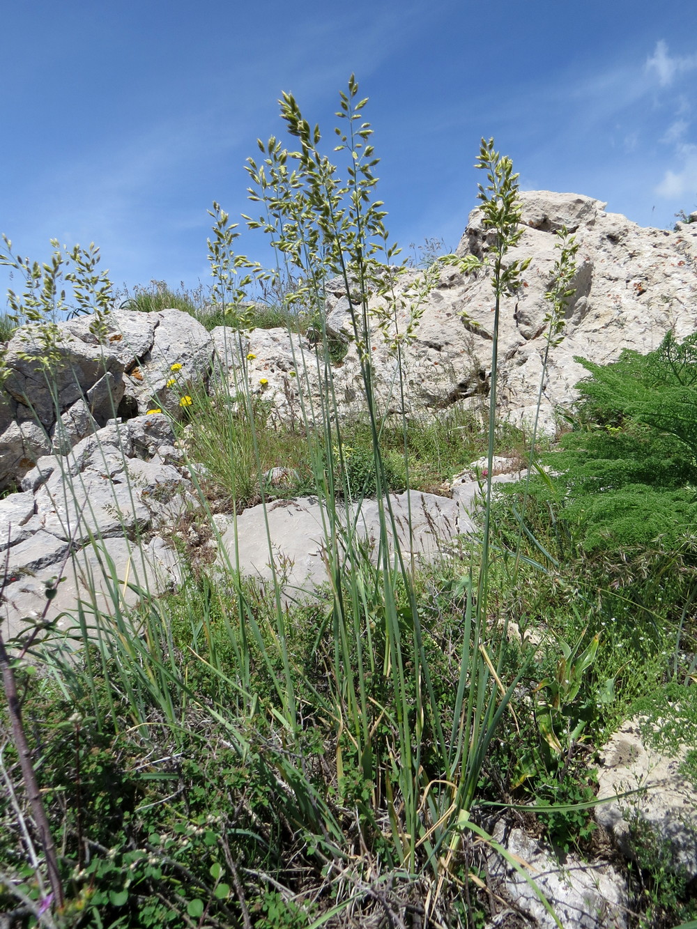 Image of Festuca karatavica specimen.