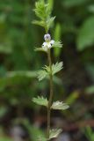 Euphrasia caucasica