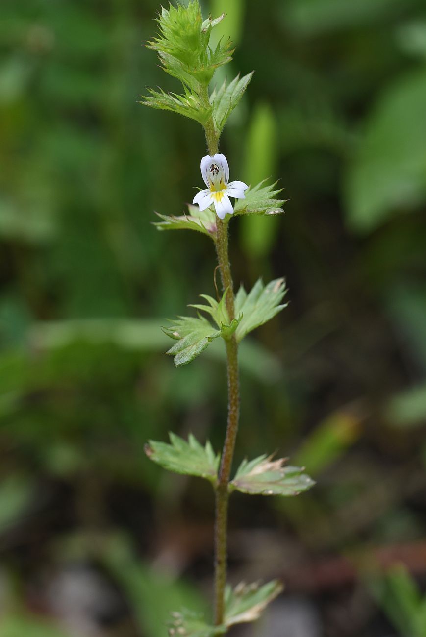 Изображение особи Euphrasia caucasica.