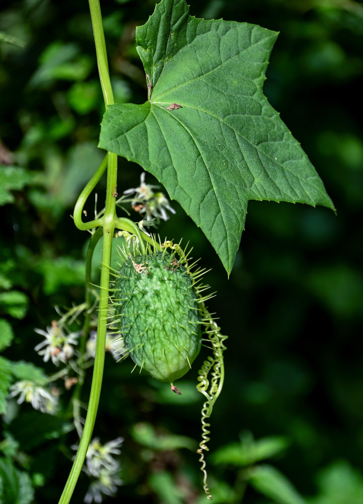 Изображение особи Echinocystis lobata.