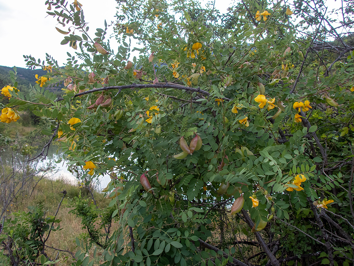 Image of Colutea cilicica specimen.