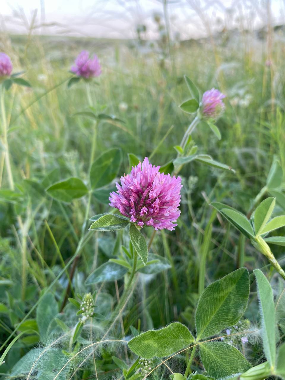 Image of Trifolium pratense specimen.