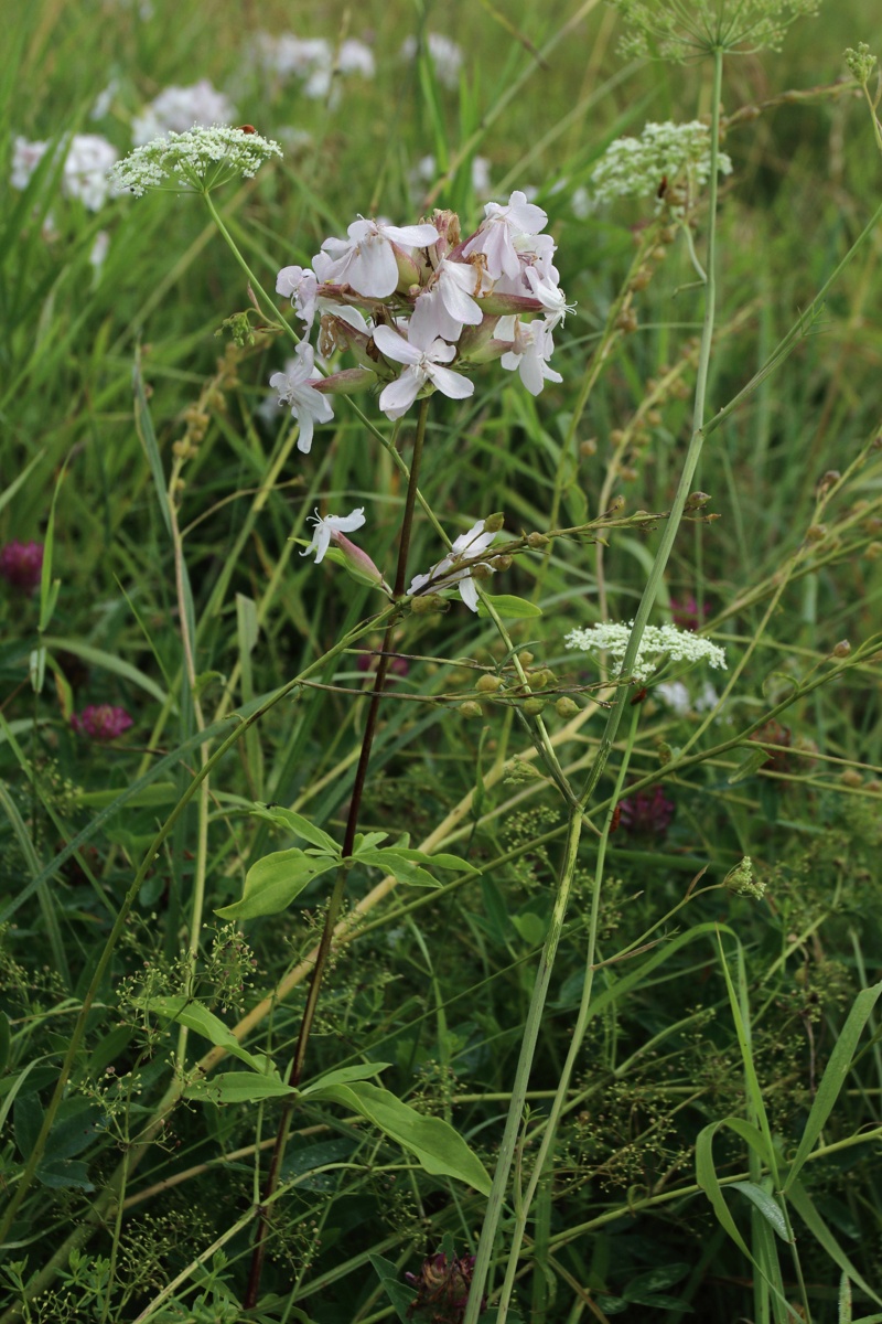 Image of Saponaria officinalis specimen.