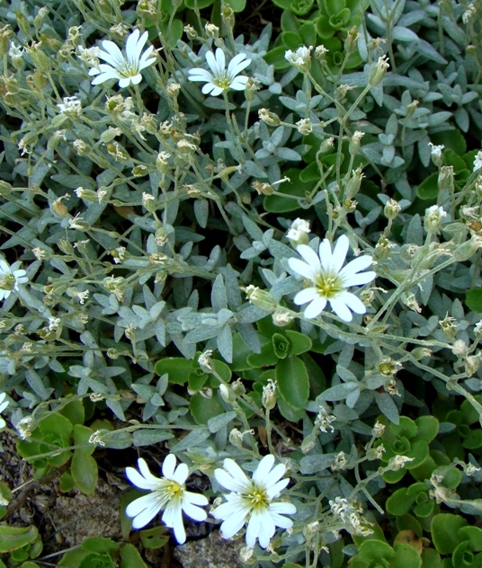 Image of Cerastium szowitsii specimen.