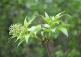 Sambucus sibirica. Верхушка прошлогоднего побега с молодыми побегами и развивающимся соцветием. Казахстан, Восточно-Казахстанская обл., г. Усть-Каменогорск, парк \"Жастар\", в культуре. 02.05.2024.