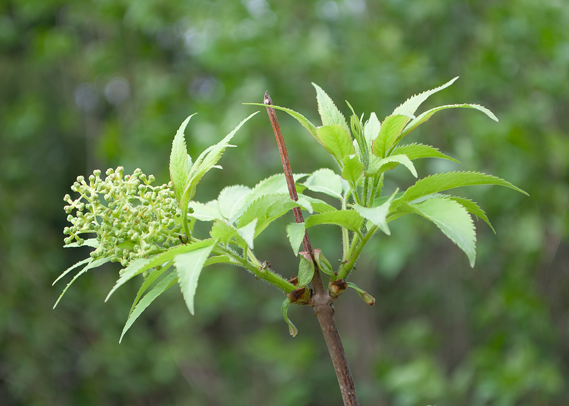Изображение особи Sambucus sibirica.