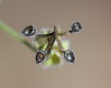 Geranium rotundifolium. Мерикарпии с не выпавшим семенем. Испания, автономное сообщество Каталония, пров. Жирона, комарка Баш Эмпорда, муниципалитет Калонже, сорное в тени посадок Lavandula dentata. 19.03.2025.