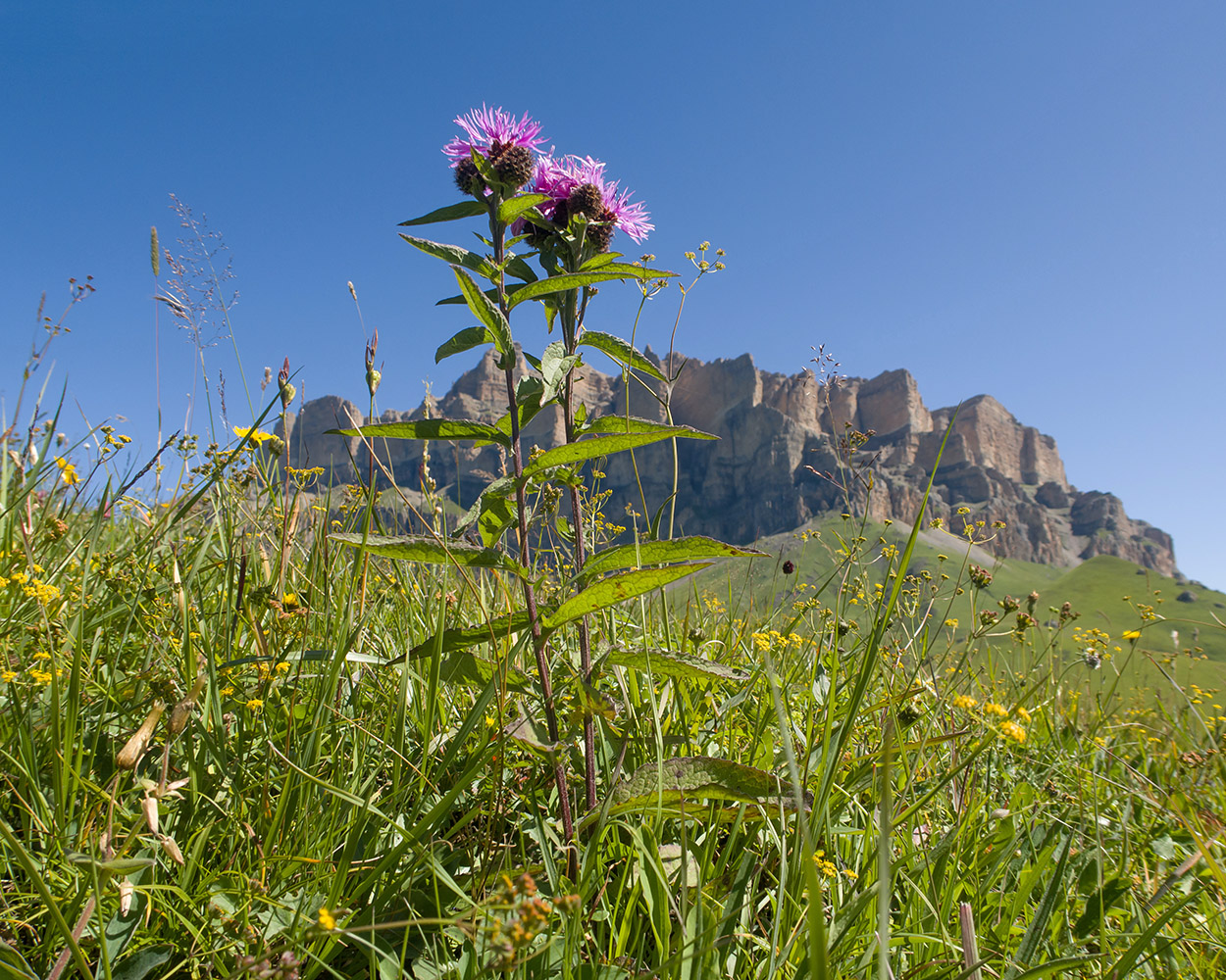 Image of Centaurea abbreviata specimen.