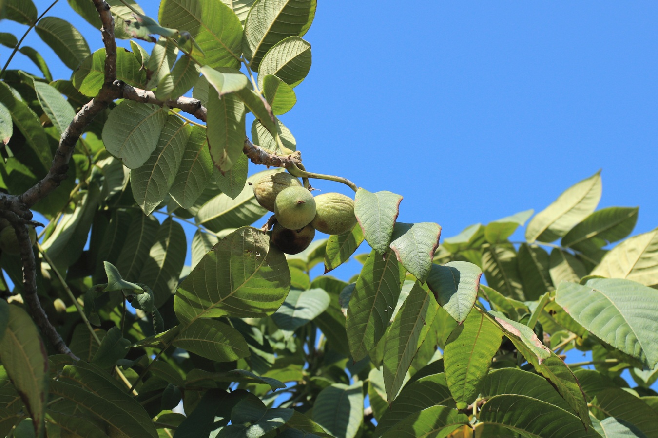 Image of genus Juglans specimen.