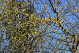 View full-size image Cornus mas