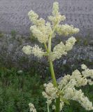 View full-size image Rheum wittrockii