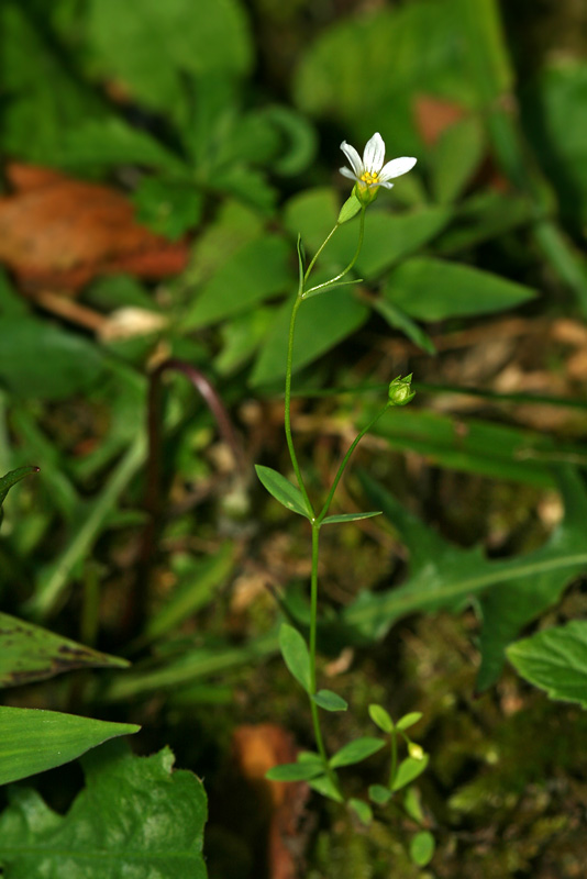 Image of Linum catharticum specimen.