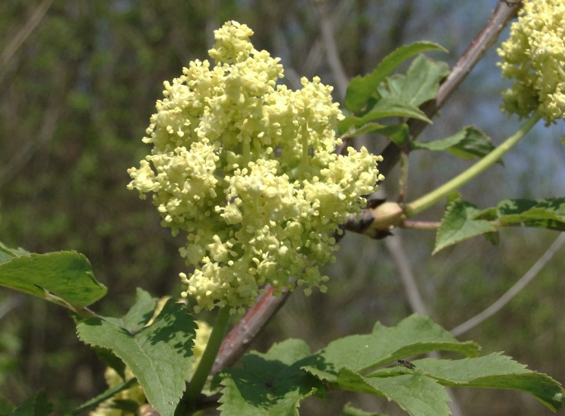 Image of Sambucus racemosa specimen.