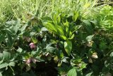 View full-size image Helleborus abchasicus
