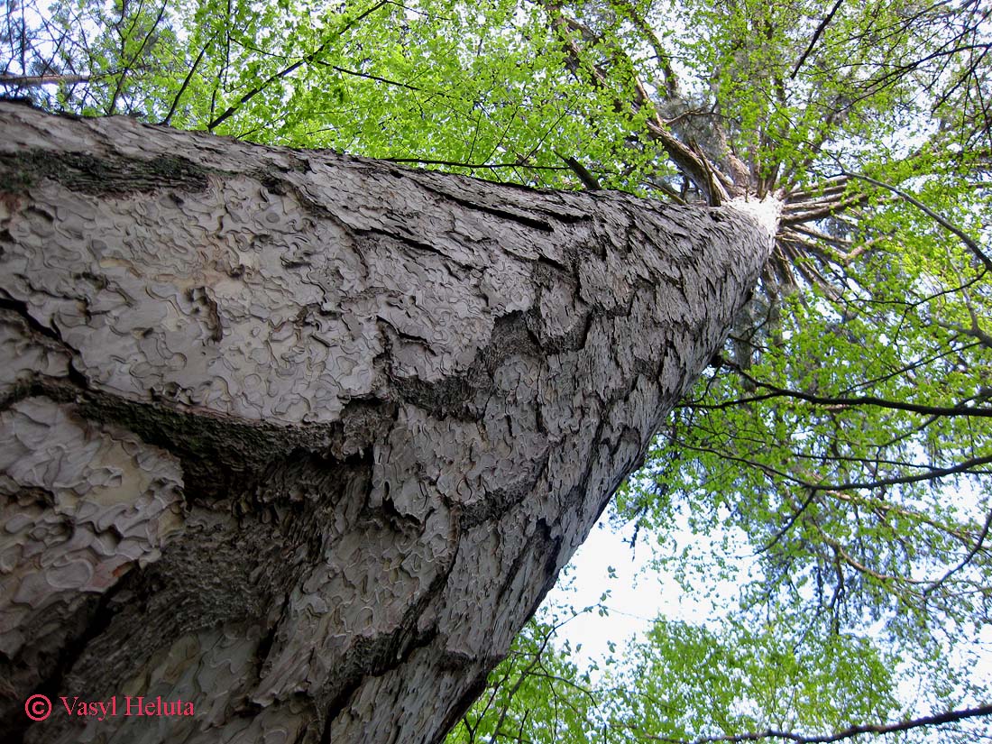 Image of Pinus pallasiana specimen.