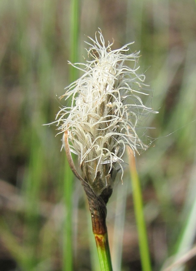 Image of genus Eriophorum specimen.