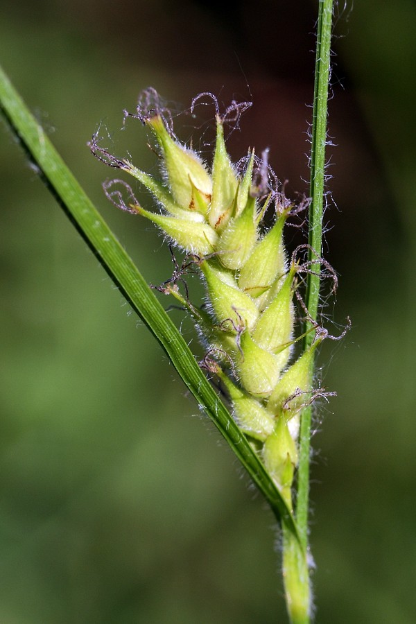 Image of Carex hirta specimen.