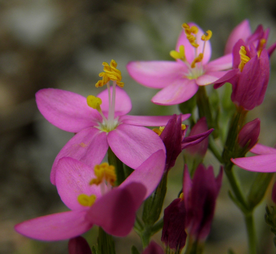 Image of Centaurium erythraea specimen.