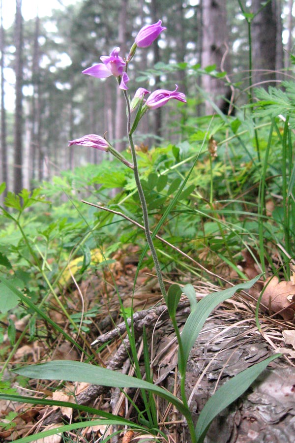 Изображение особи Cephalanthera rubra.