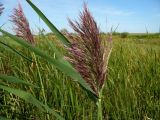 Phragmites australis