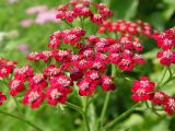 Achillea millefolium. Соцветия (форма с красными цветками). Московская область, Раменский р-н, окрестности дер. Хрипань, дачный участок. 26.07.2003.