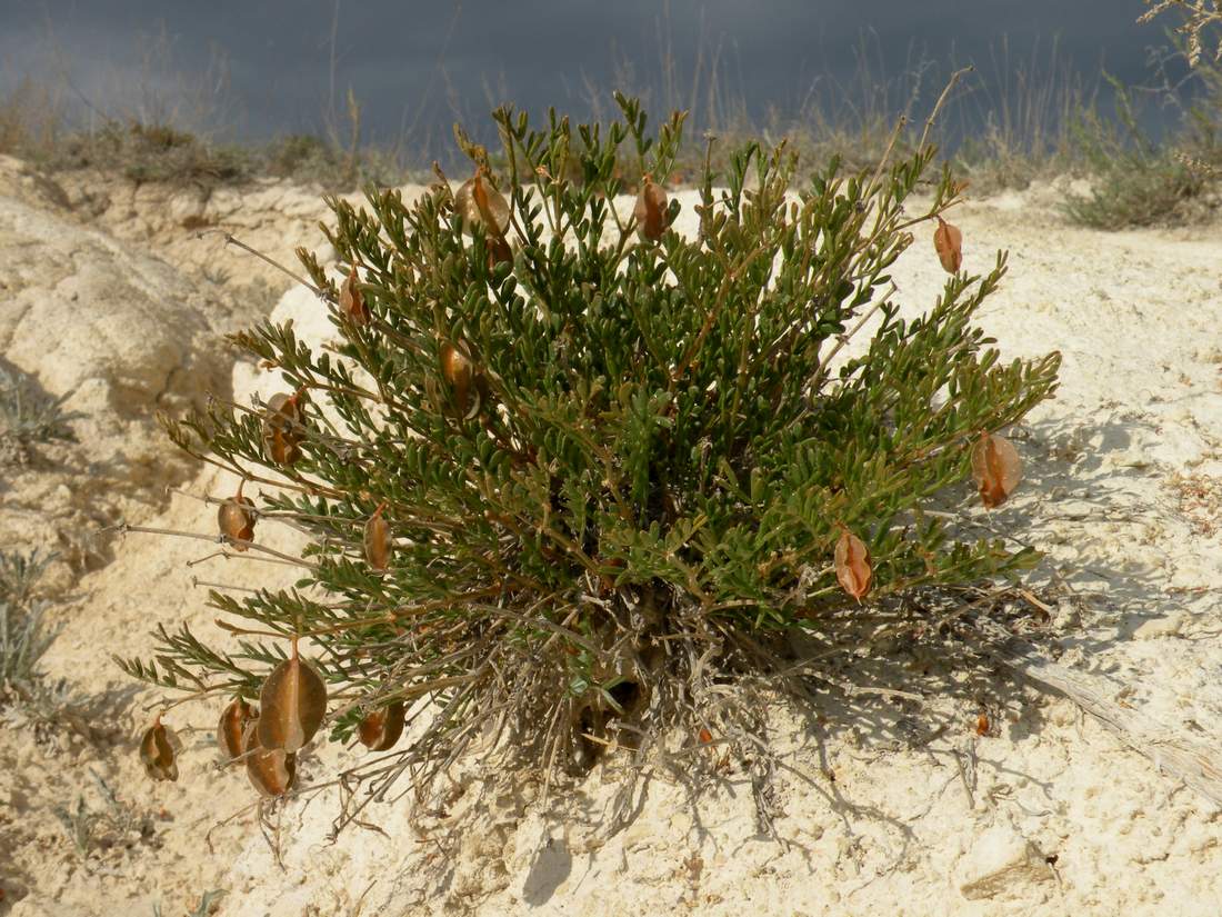 Image of Zygophyllum pinnatum specimen.