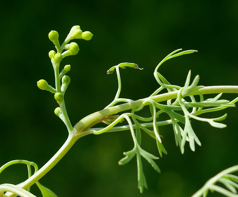 Image of Fumaria indica specimen.