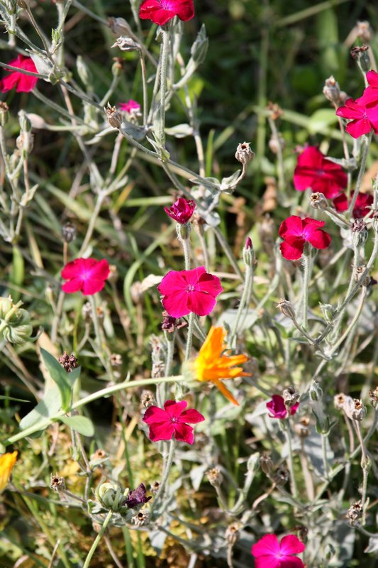 Image of Lychnis coronaria specimen.